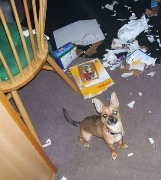 Bad Dog