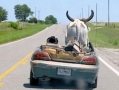 Strange Passenger